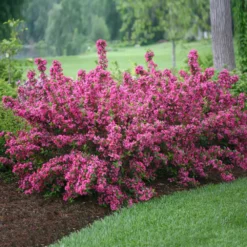 Fast Growing Trees Sonic Bloom® Weigela Shrub See All Flowering Trees