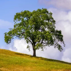 Fast Growing Trees West Coast Live Oak 8 Fast Growing Trees West Coast Live Oak