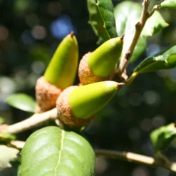 Fast Growing Trees West Coast Live Oak 9 Fast Growing Trees West Coast Live Oak