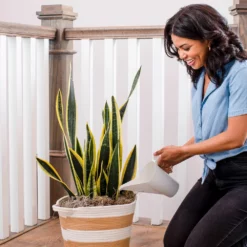 Fast Growing Trees Fresh Cut Christmas Tree Kit