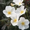 Fast Growing Trees White Knock Out® Rose 2 Fast Growing Trees White Knock Out® Rose