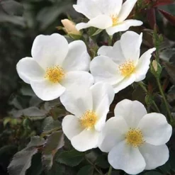Fast Growing Trees White Knock Out® Rose