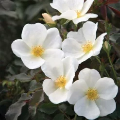 Fast Growing Trees White Knock Out® Rose