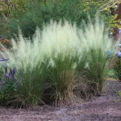 Fast Growing Trees Ornamental Grasses White Cloud Muhly Grass