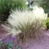 Fast Growing Trees Ornamental Grasses White Cloud Muhly Grass