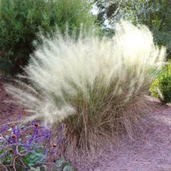 Fast Growing Trees Ornamental Grasses White Cloud Muhly Grass