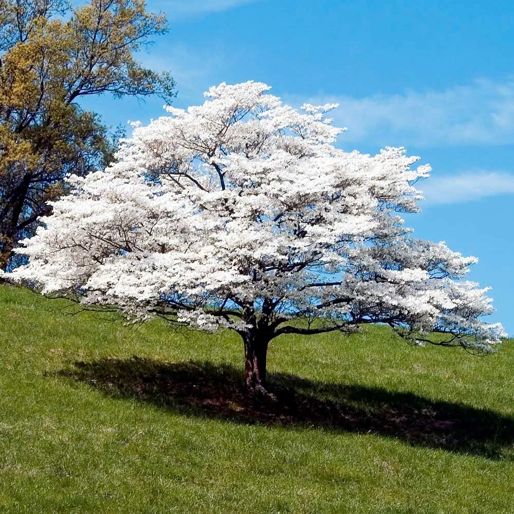 Fast Growing Trees White Dogwood Dogwood Trees 4 Fast Growing Trees White Dogwood Dogwood Trees