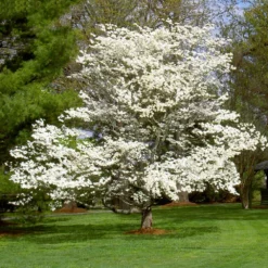 Fast Growing Trees White Dogwood Dogwood Trees 14 Fast Growing Trees White Dogwood Dogwood Trees