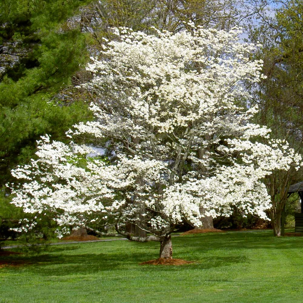 Fast Growing Trees White Dogwood Dogwood Trees 8 Fast Growing Trees White Dogwood Dogwood Trees