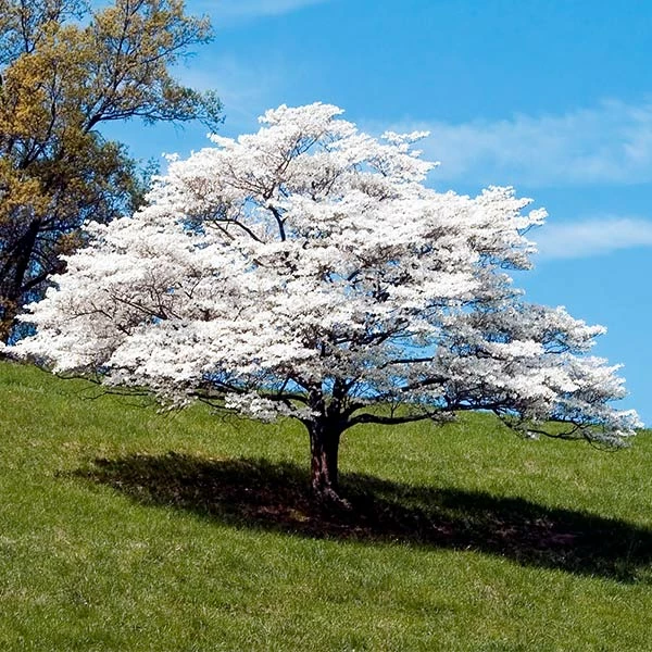 Fast Growing Trees White Dogwood Dogwood Trees 3 Fast Growing Trees White Dogwood Dogwood Trees