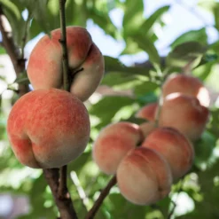 Fast Growing Trees White Lady Peach Tree See All Fruit Trees
