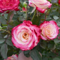 Fast Growing Trees White Lies™ Rose Shrub Roses 9 Fast Growing Trees White Lies™ Rose Shrub Roses