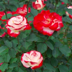 Fast Growing Trees White Lies™ Rose Shrub Roses