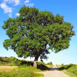 Fast Growing Trees Oak Trees White Oak Tree 10 Fast Growing Trees Oak Trees White Oak Tree