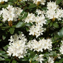 Fast Growing Trees Rhododendrons White Rhododendron