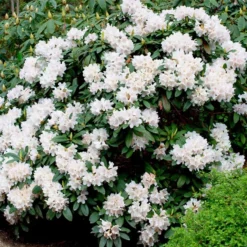 Fast Growing Trees Rhododendrons White Rhododendron