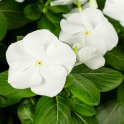No Warranty Annuals White Vinca