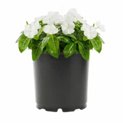 No Warranty Annuals White Vinca