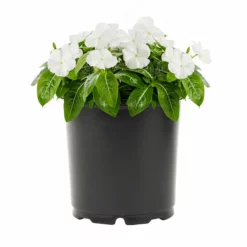 No Warranty Annuals White Vinca