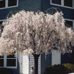 Fast Growing Trees White Weeping Cherry Tree Cherry Blossom Trees