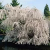 Fast Growing Trees White Weeping Cherry Tree Cherry Blossom Trees