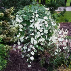 Fast Growing Trees Whitewater Redbud Tree Redbud Trees