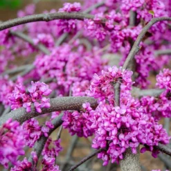 Fast Growing Trees Whitewater Redbud Tree Redbud Trees