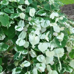 Fast Growing Trees Whitewater Redbud Tree Redbud Trees