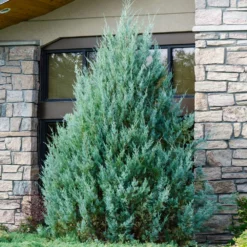 Fast Growing Trees Juniper Trees Juniper 'Wichita Blue' Tree