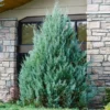 Fast Growing Trees Juniper Trees Juniper 'Wichita Blue' Tree