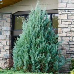 Fast Growing Trees Juniper Trees Juniper 'Wichita Blue' Tree