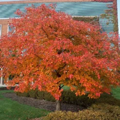 Fast Growing Trees Wildfire Black Gum Tree See All Shade Trees 10 Fast Growing Trees Wildfire Black Gum Tree See All Shade Trees