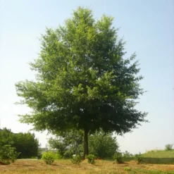 Fast Growing Trees Willow Oak Tree
