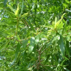 Fast Growing Trees Willow Oak Tree 8 Fast Growing Trees Willow Oak Tree