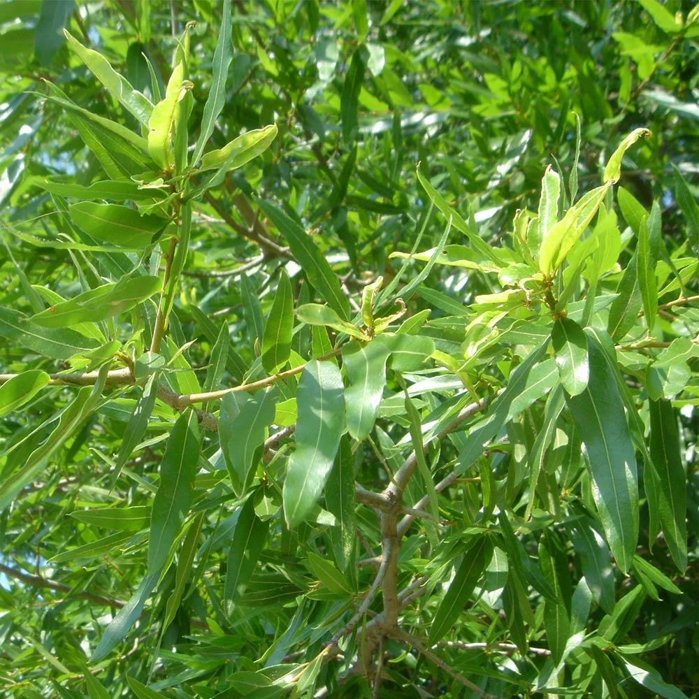Fast Growing Trees Willow Oak Tree 5 Fast Growing Trees Willow Oak Tree