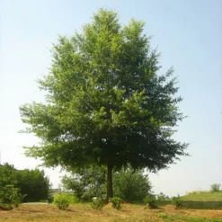 Fast Growing Trees Willow Oak Tree