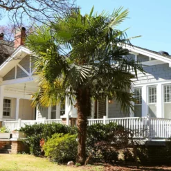 Fast Growing Trees Windmill Palm Tree