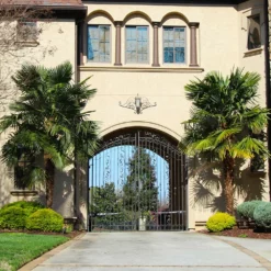 Fast Growing Trees Windmill Palm Tree