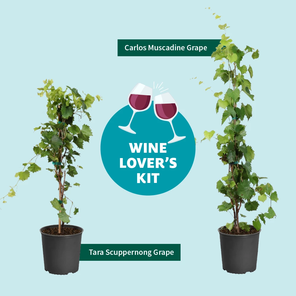 Fast Growing Trees Grape Vines Tara Scuppernong Grape 6 Fast Growing Trees Grape Vines Tara Scuppernong Grape