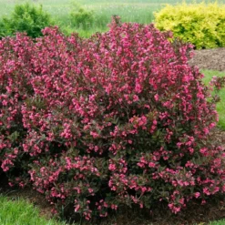 Fast Growing Trees Wine & Roses® Weigela Shrub 9 Fast Growing Trees Wine & Roses® Weigela Shrub