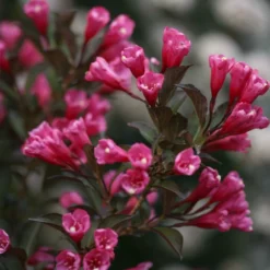 Fast Growing Trees Wine & Roses® Weigela Shrub 10 Fast Growing Trees Wine & Roses® Weigela Shrub