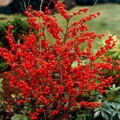 Fast Growing Trees Winter Red Winterberry Holly Shrub