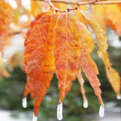 Fast Growing Trees Wireless® Zelkova Tree 9 Fast Growing Trees Wireless® Zelkova Tree