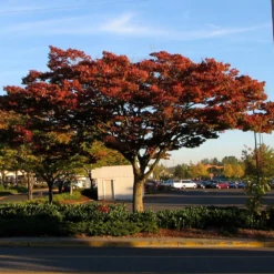 Fast Growing Trees Wireless® Zelkova Tree 10 Fast Growing Trees Wireless® Zelkova Tree