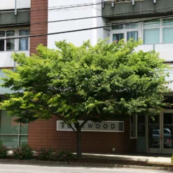 Fast Growing Trees Wireless® Zelkova Tree 11 Fast Growing Trees Wireless® Zelkova Tree