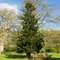 Fast Growing Trees Wissel's Saguaro Cypress Tree Cypress Trees