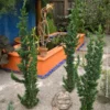 Fast Growing Trees Wissel's Saguaro Cypress Tree Cypress Trees