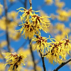 Fast Growing Trees Common Witch Hazel Shrub See All Shrubs & Hedges