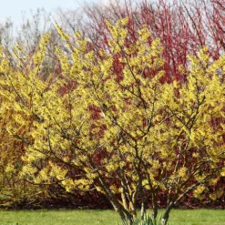 Fast Growing Trees Common Witch Hazel Shrub See All Shrubs & Hedges