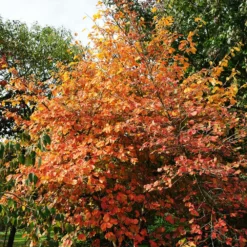 Fast Growing Trees Common Witch Hazel Shrub See All Shrubs & Hedges